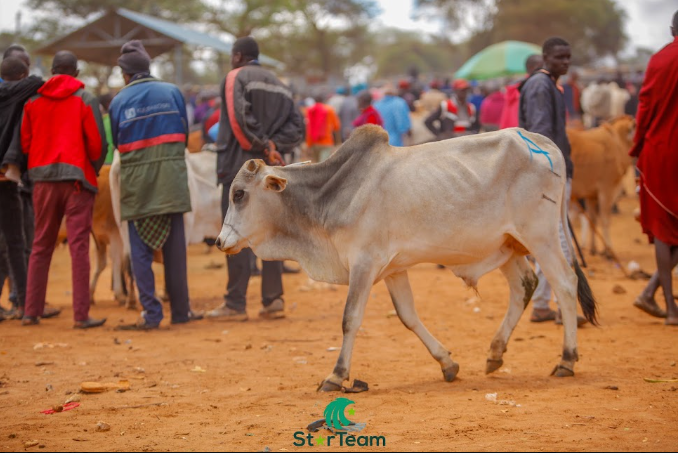Goats at market