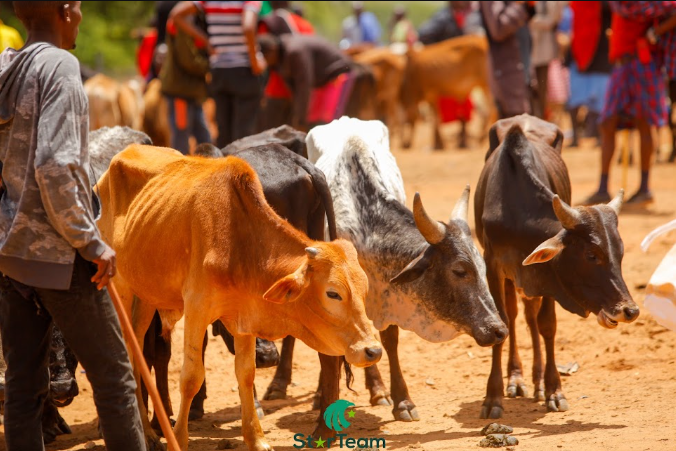 Cattle at feedlot