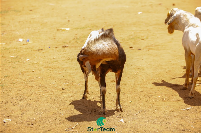 Livestock at Kajiado market