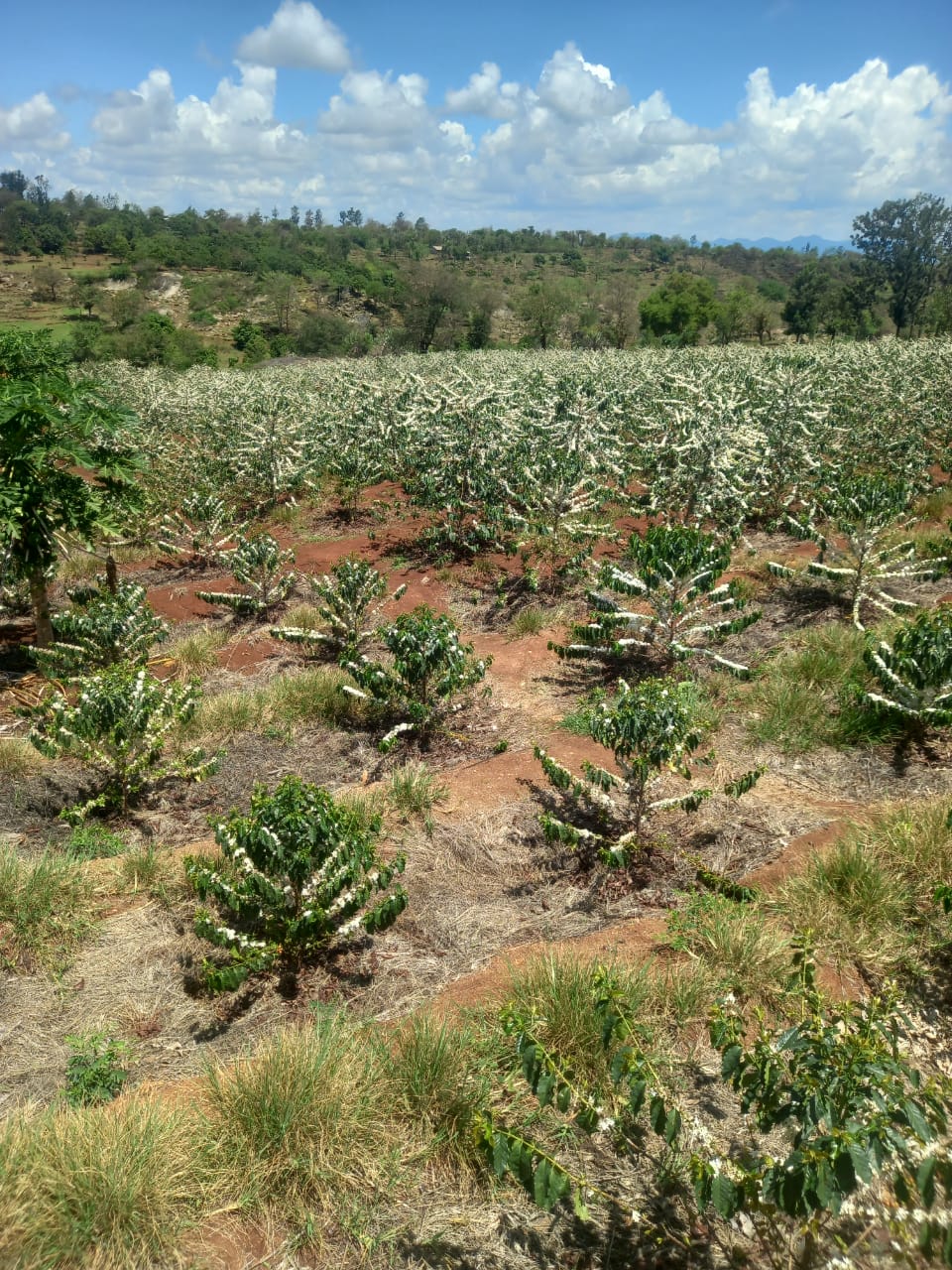 star team vegetables and herbs