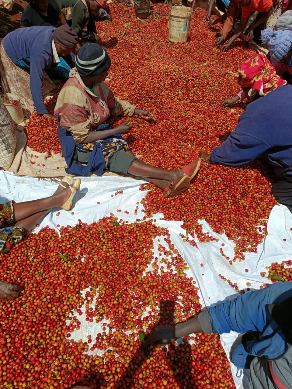 Star Team Group Farm Inputs and equipment