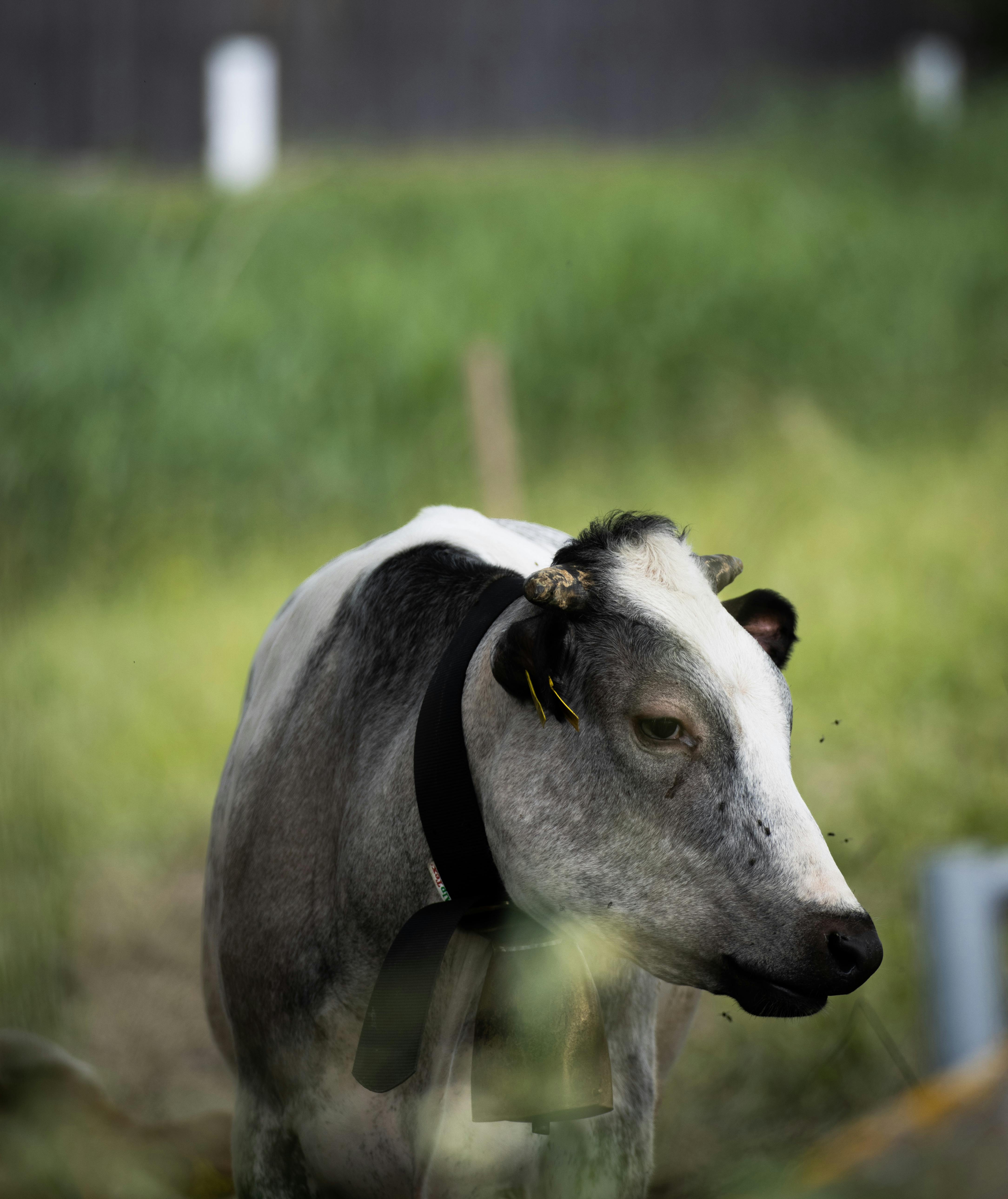 Packaging meat products